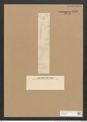 Hantzschia amphioxys Grunow (de-Toni-Nr.: Genus 50, Species 2204 ?) Zeichnungen Sammlung Grunow Nr. 4453 (NHMW-BOT-W0372629)